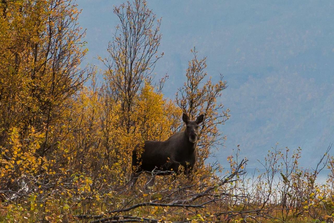 Lyngenfjord,Odins Hus Apartment Olderdalen Bagian luar foto